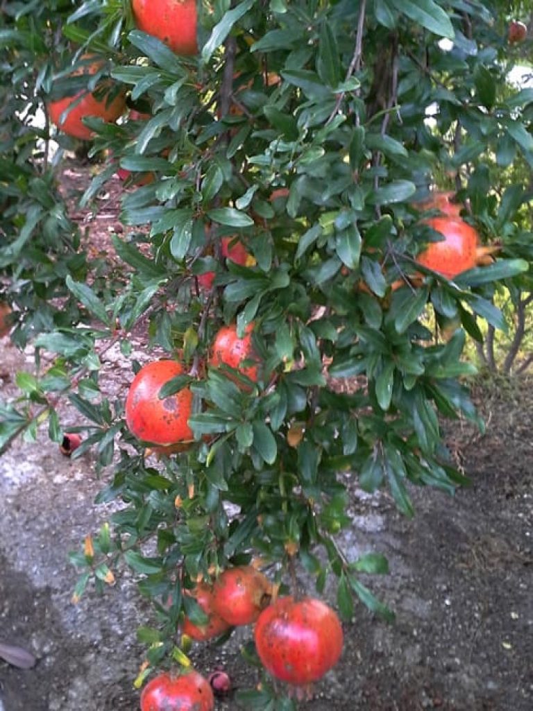 1488558795pomegranate-punica-granatum-20130911-detail-fruit.jpg