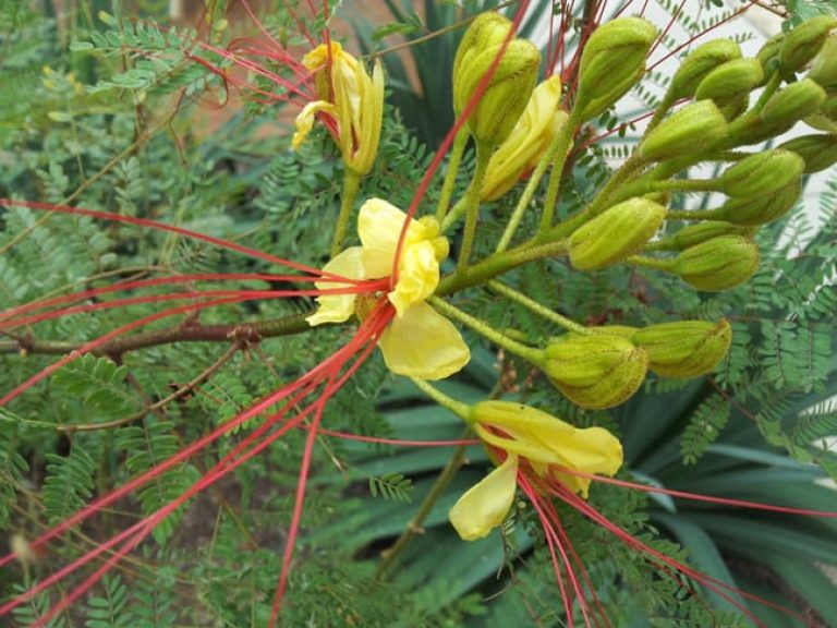 1488561521Pride-of-Barbados-Yellow-Caesalpinia-gillesii-detail.jpg