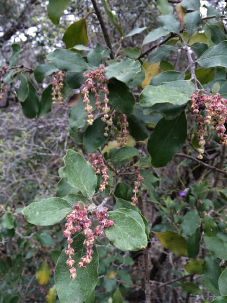 1488561992Mexican-silktassel-Garrya-ovata-flower-detail.jpg