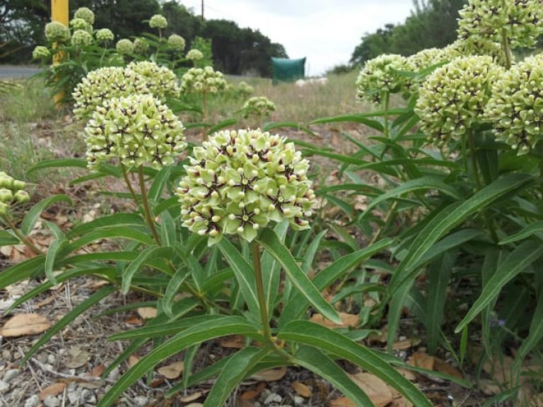 1488562372Milkweed-green-flowered-Aesclepias-asperula-form-roadside.jpg