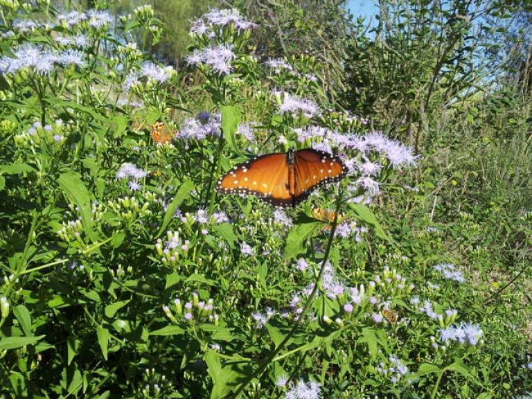 1488563073Fragrant-Mistflower-Chromolaena-odorata-butterfly.jpg