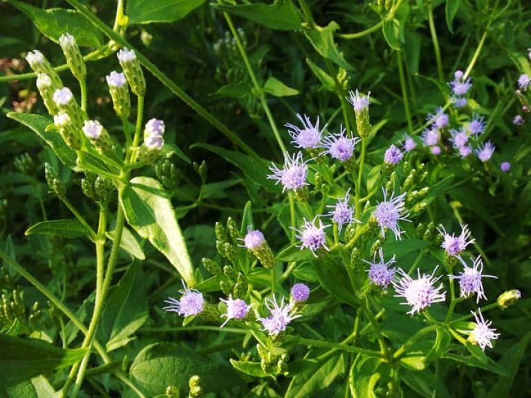 1488563077Fragrant-Mistflower-Chromolaena-odorata-detail.jpg