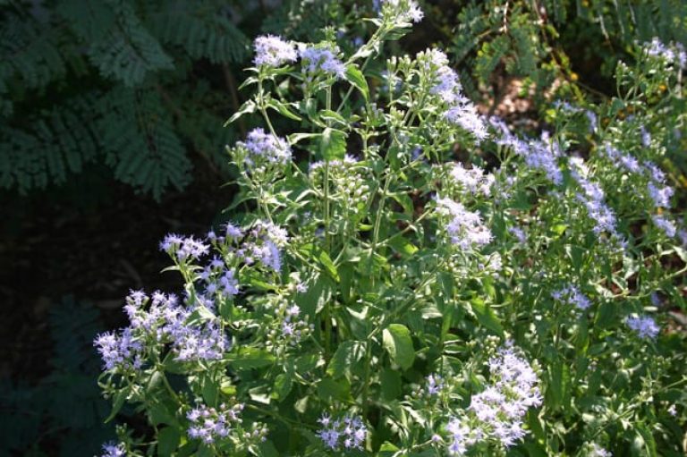 1488563087Mistflower-Chromolaena-odorata-detail-flower.jpg