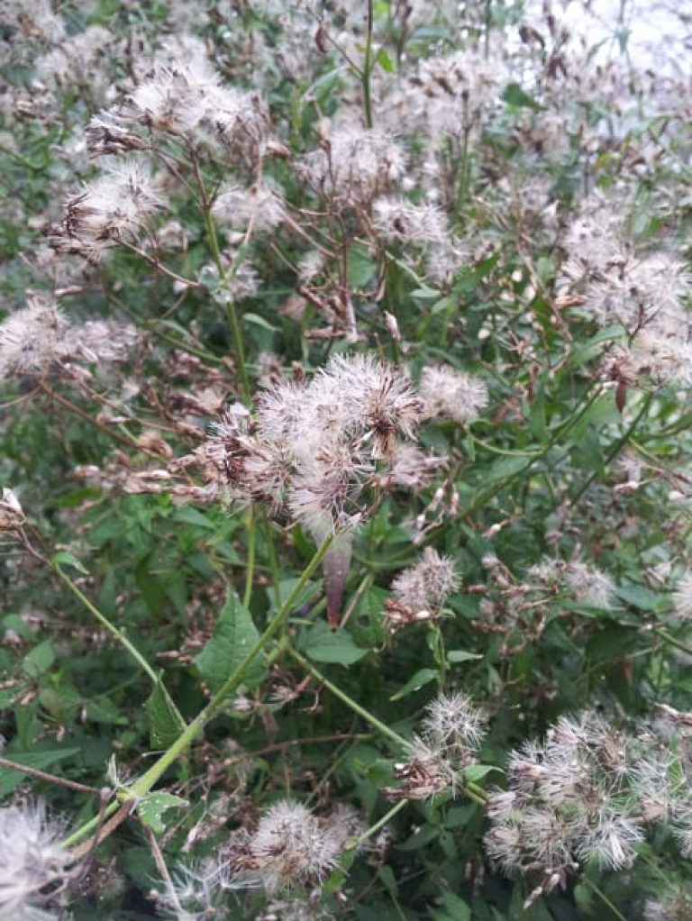 1488563112Mistflower-Fragrant-Chromolaena-odorata-seeds.jpg