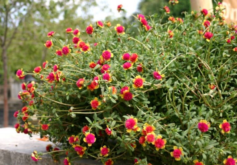 1488566365Purslane-Portulaca-oleracea-form.jpg