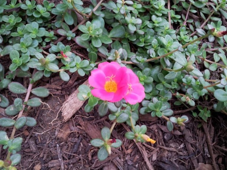 Purslane flower.