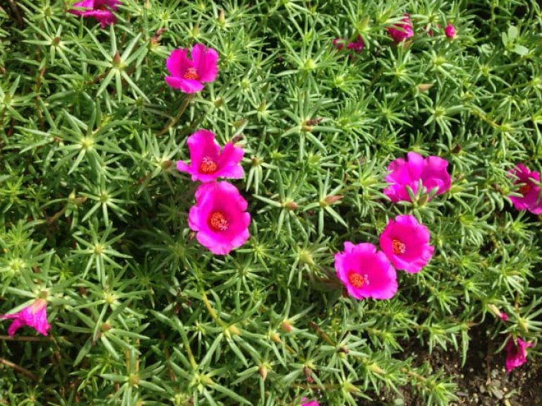 1488570391Moss-Rose-Portulaca-grandiflora-detail-bloom.jpg