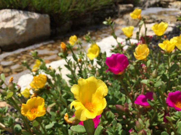 1488570395Moss-rose-Portulaca-grandiflora-detail-Kyle-Seale-September-bmw.jpg