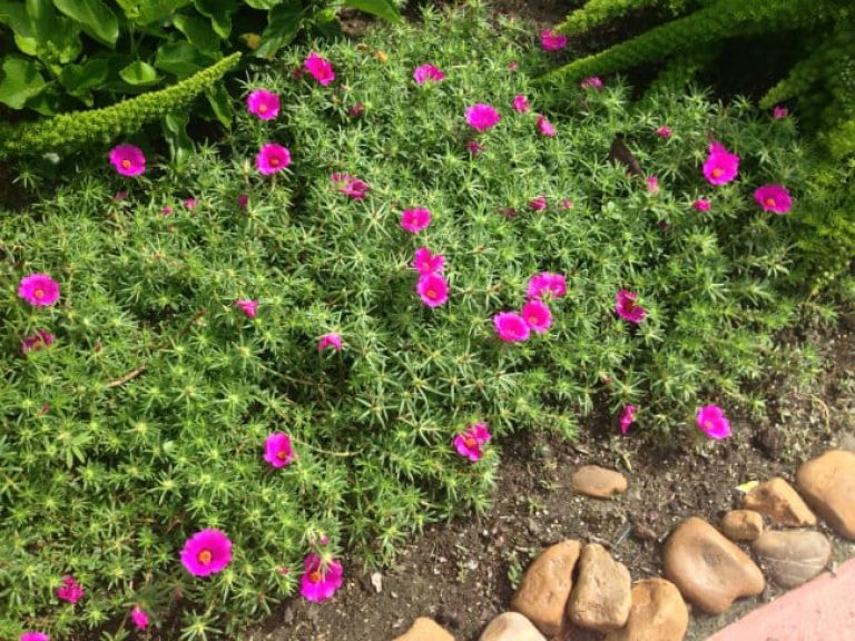 1488570400Moss-Rose-Portulaca-grandiflora-form-detail.jpg