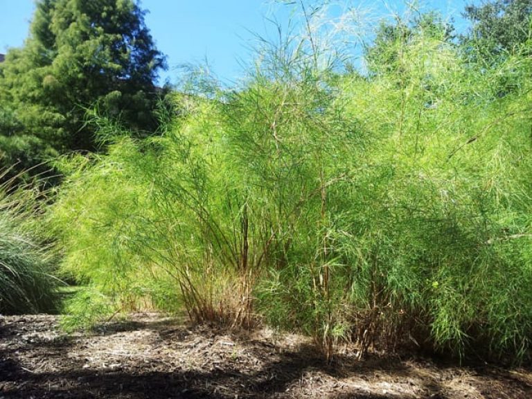 1488570727Muhly-Bamboo-Muhlenbergia-dumosa-form-SAWS-6-2013.jpg