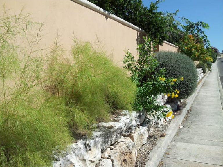 1488570736Muhly-Bamboo-Muhlenbergia-dumosa-form-Sonoma-Ranch-6-2013.jpg