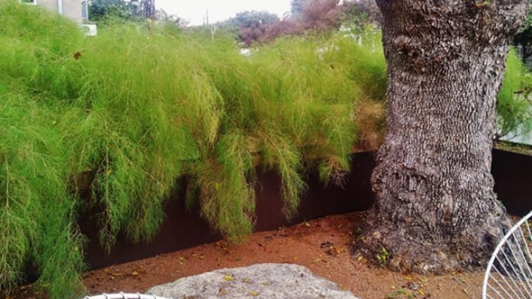 1488570754muhly-grass-bamboo-muhlenbergia-dumosa-form.jpg