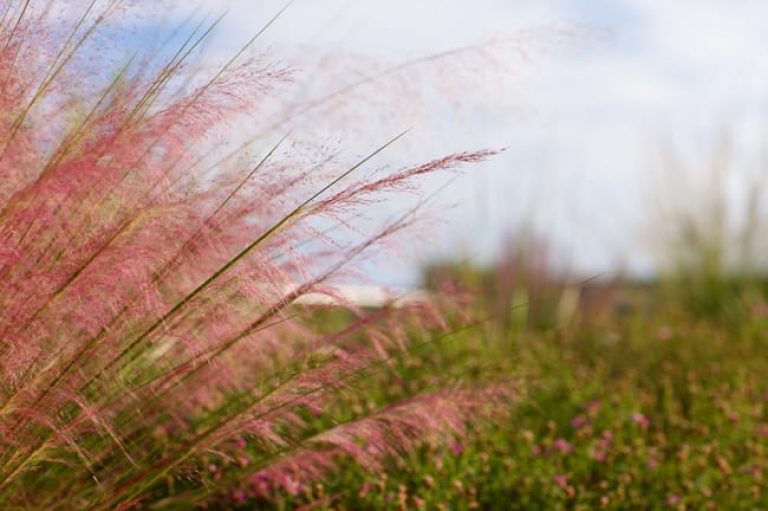 1488570979muhly-gulf-muhlenbergia-capilaris-detail3.jpg