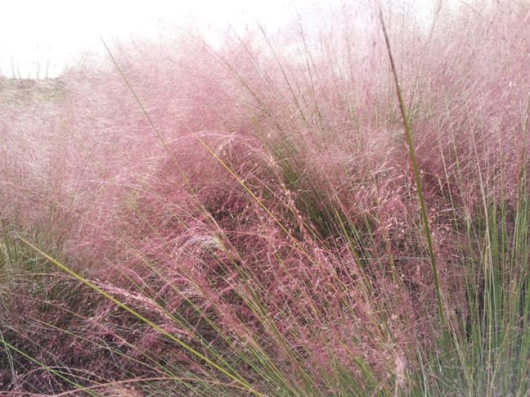 1488570983Muhly-Gulf-Muhlenbergia-capillaris-detail.jpg