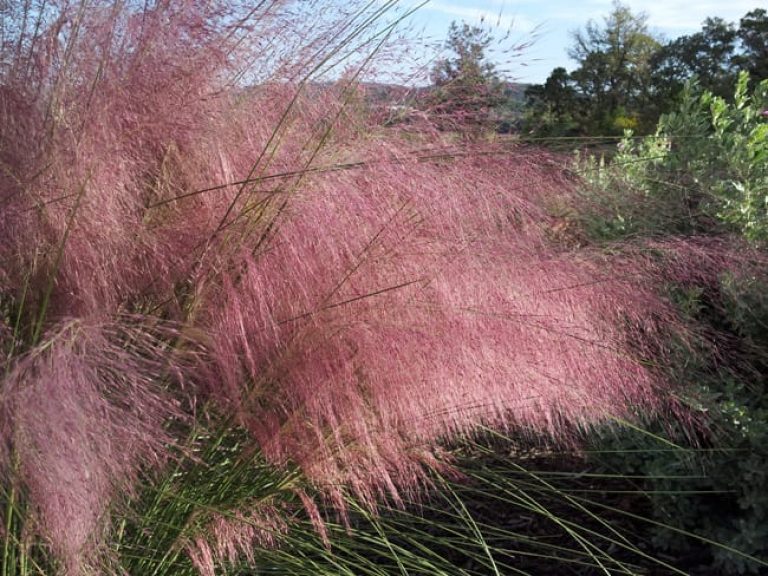 1488570988Muhly-Gulf-Muhlenbergia-capillaris-detail-close.jpg