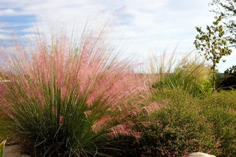 1488570993muhly-gulf-muhlenbergia-capillaris-form.jpg