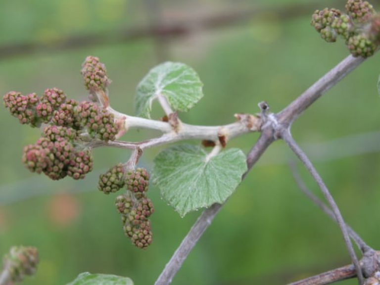 1488571422Mustang-grape-Vitis-mustangensis-bloom-detail.jpg