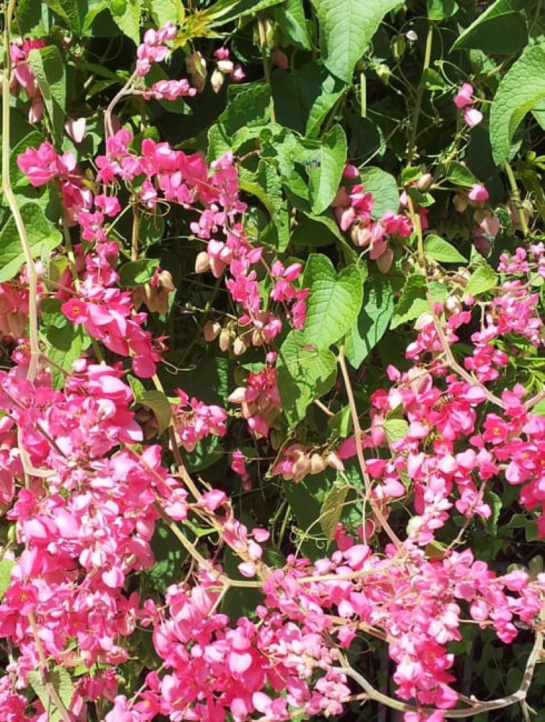 1488572003Queens-Crown-Antigonon-leptopus-detail.jpg