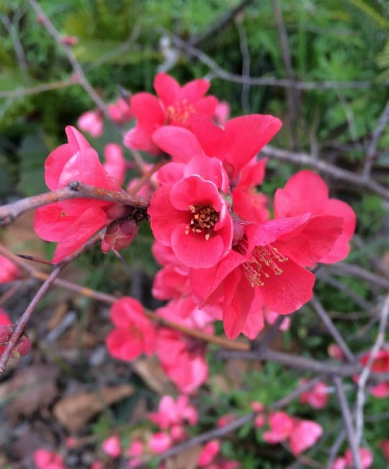 1488572977Flowering-Quince-Chaenomeles-japonica-bloom-detail2.jpg