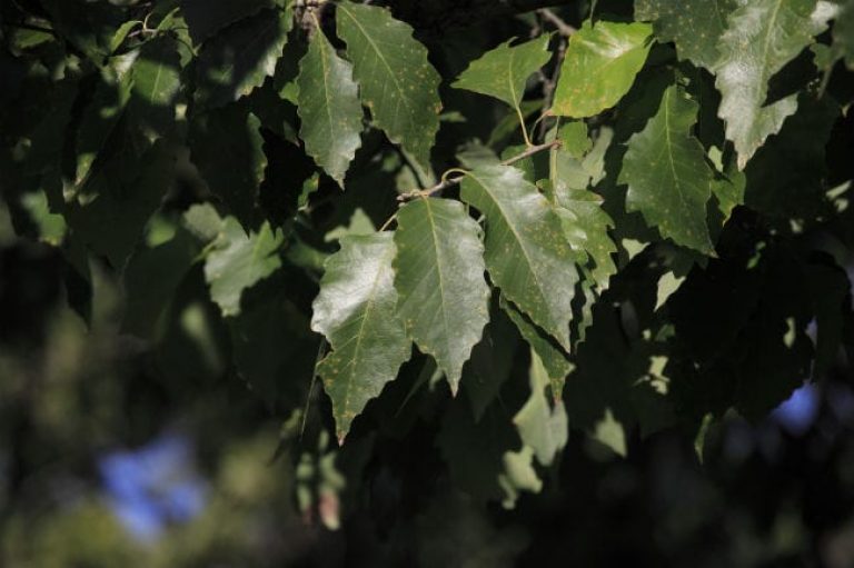 1488573098Chinquapin-oak-detail-leaf-sunken-ep.JPG