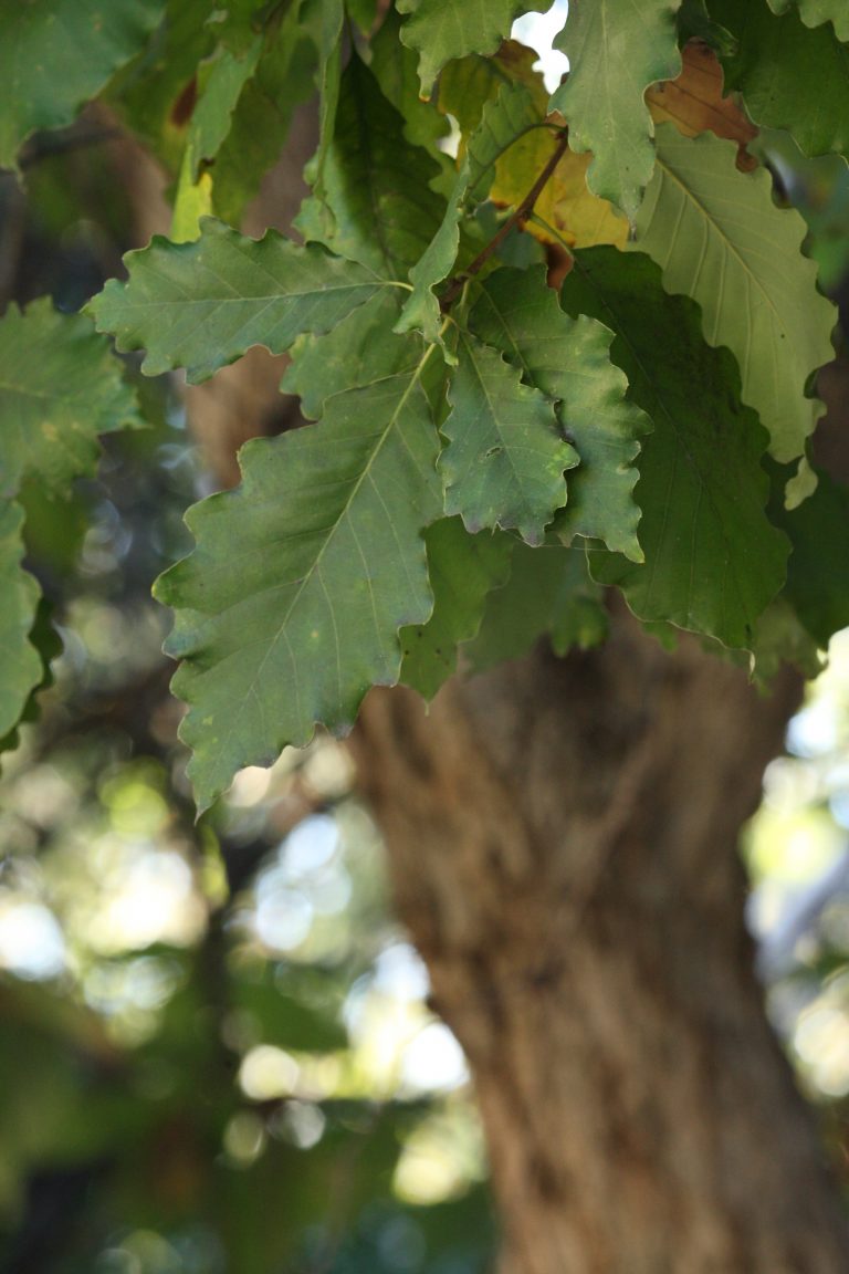 1488573108Chinquapin-oak-Quercus-muhlenbergii-detail-saws2-bmw.JPG