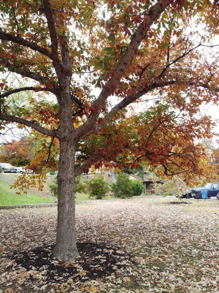 1488573124Oak-Chinquapin-Quercus-muhlenbergii-form-Sunken-Gardens-11-2014.jpg