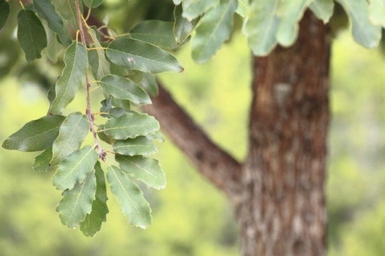 1488573432Monterey_oak_Quercus_polymorpha_detail_leaf_ep.jpg