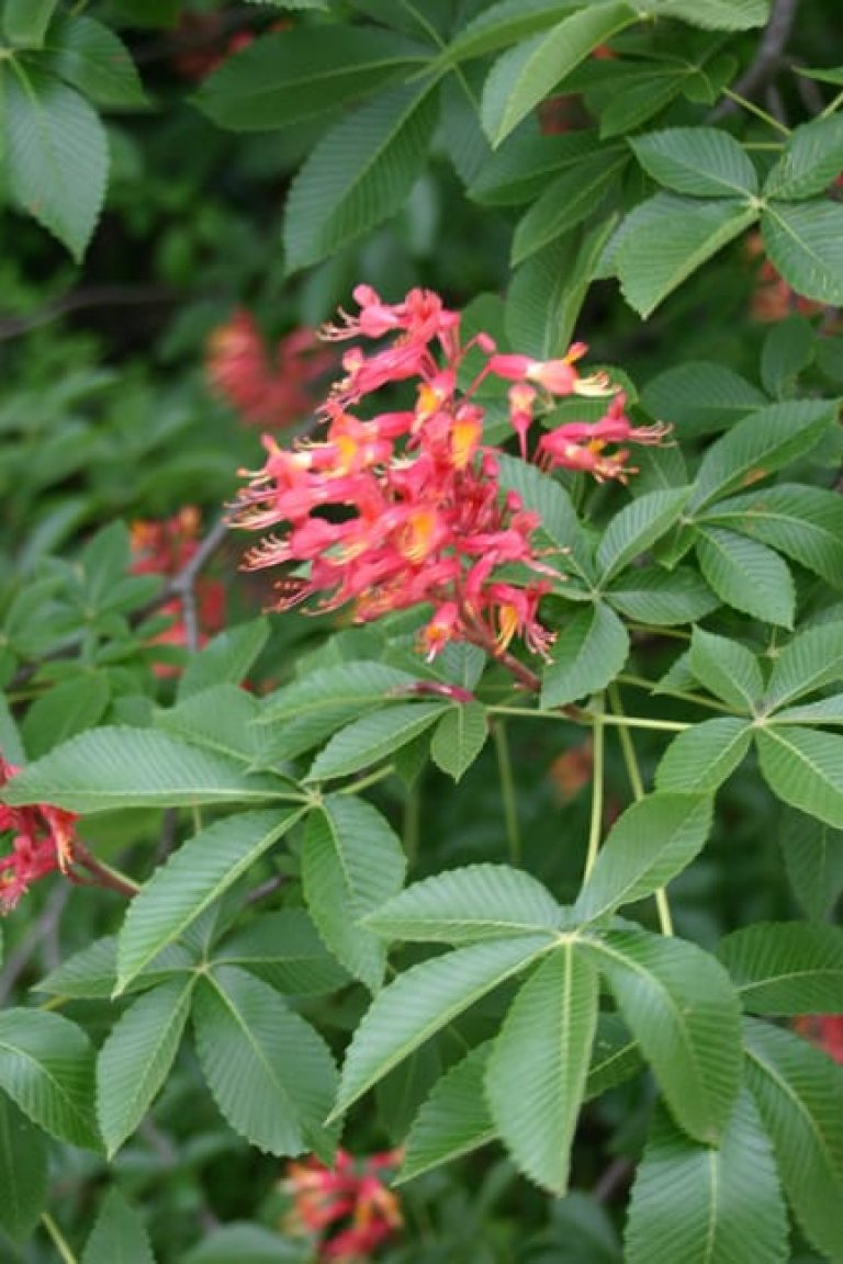 1488574236Red-Buckeye-Aesculus-pavia-detail-flower.jpg