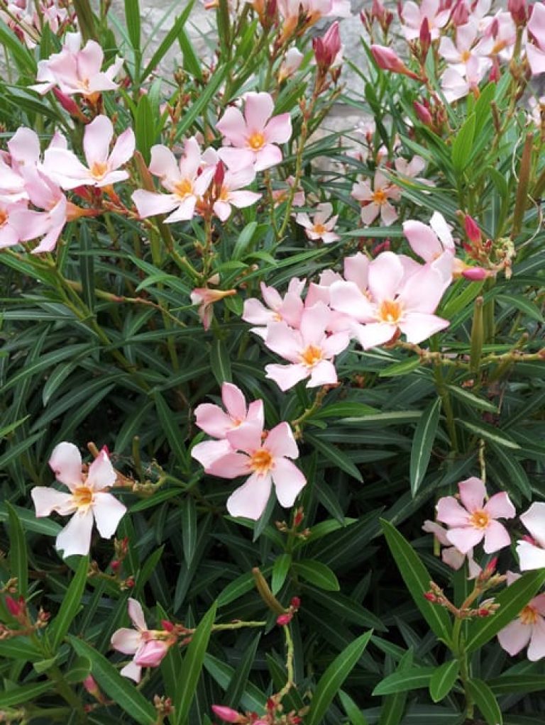 1488574430oleander-nerium-oleander-detail.jpg