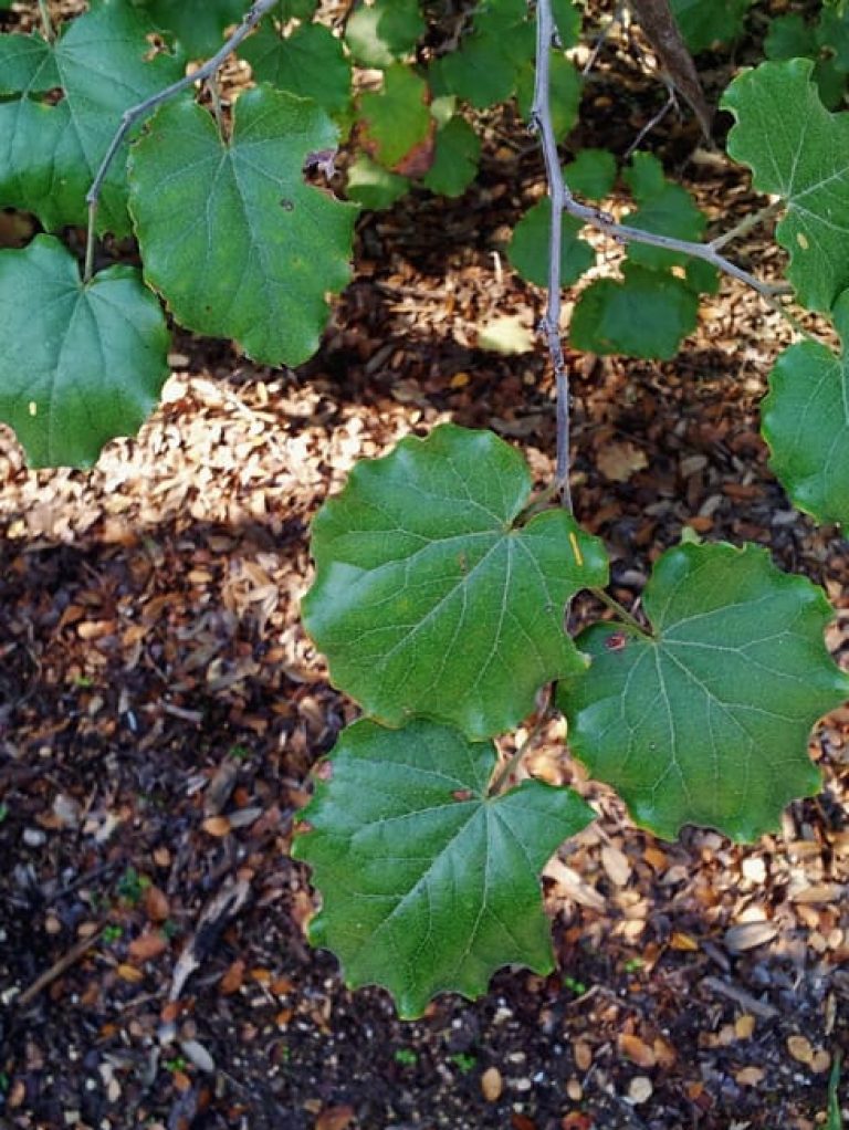 1488576114redbud-mexican-cercis-mexicana-detail.jpg