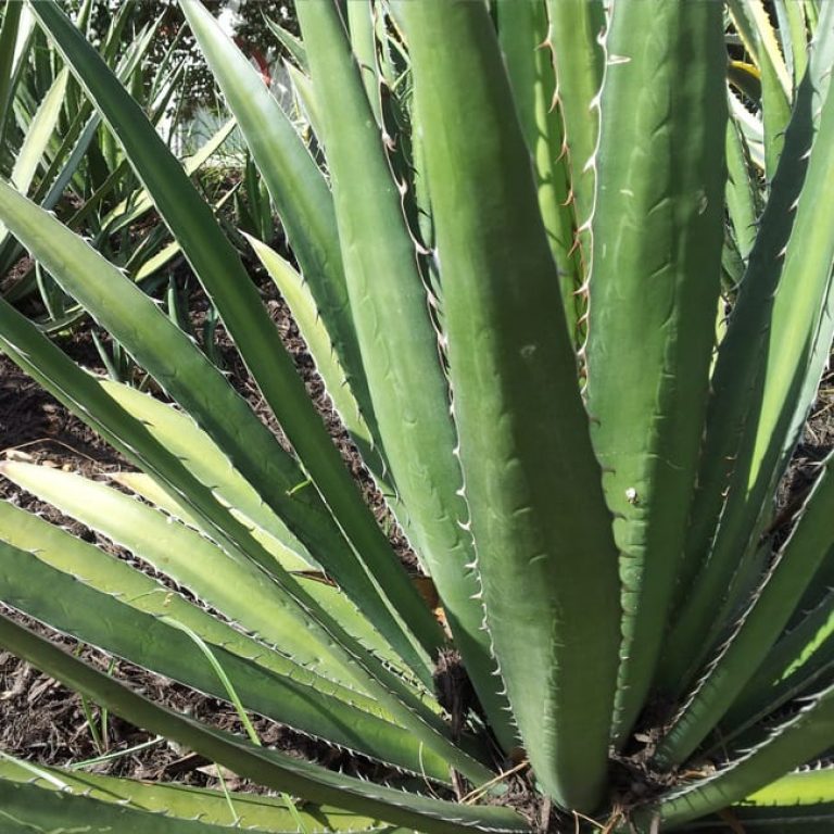 1488803652Agave-Lechuguilla-Agave-lechuguilla-detail.jpg