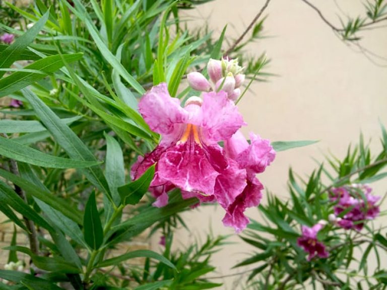 1488804864Desert-willow-chitalpa-linearis-detail-flower.jpg