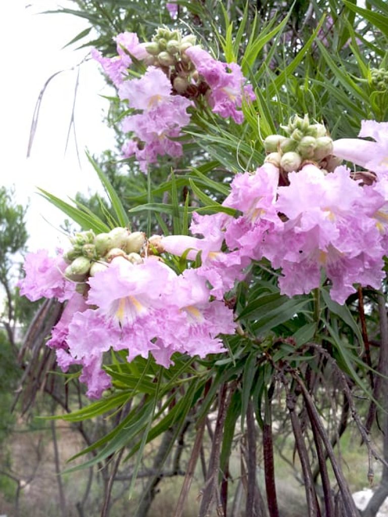 1488804869Desert-willow-Chitalpa-linearis-detail-flower-pink-with-seeds.jpg