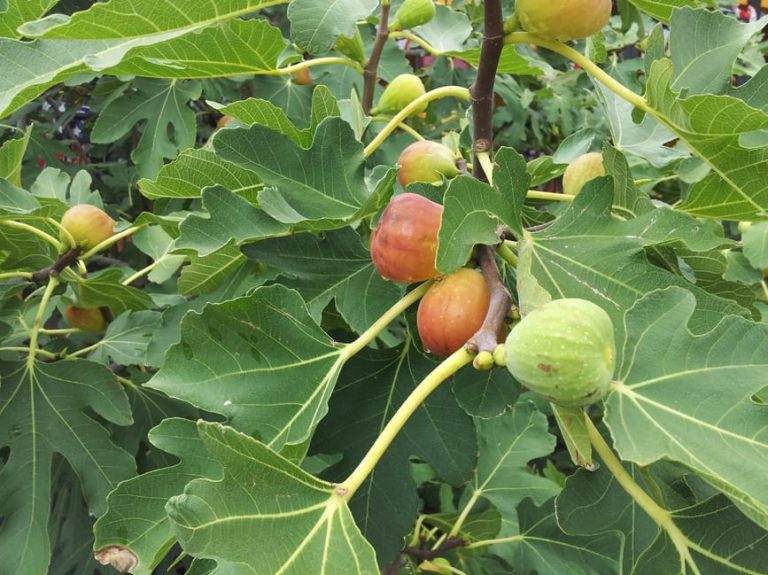 1488806076Fig-Ficus-carica-sp-detail-fruit.jpg