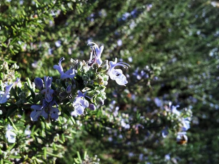 1488811498Rosemary-Common-Rosmarinus-officinalis-detail-flower.jpg