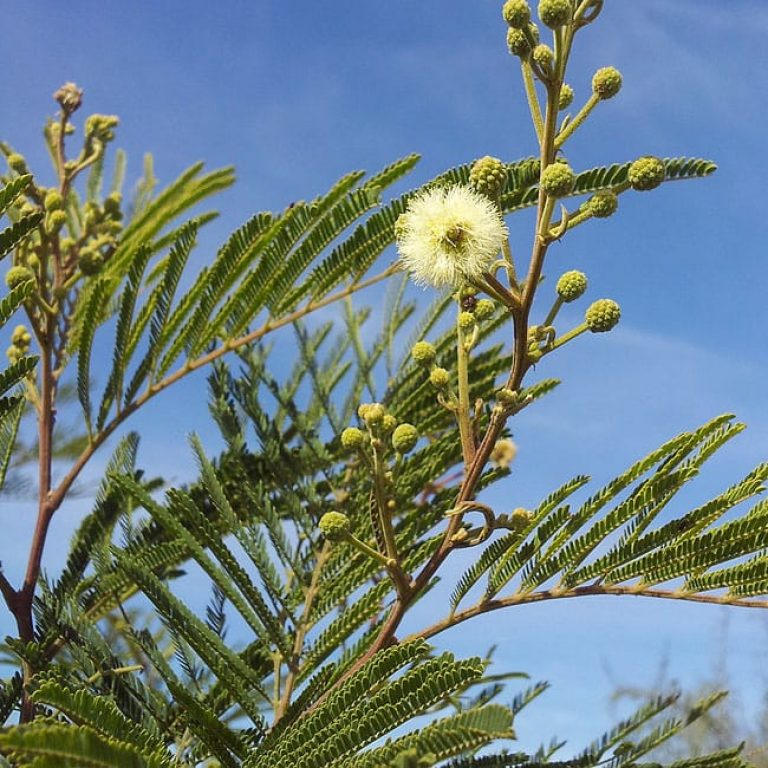 1488819743acacia-thornless-acacia-berlandieri-detail-winter-2013-01-15.jpg