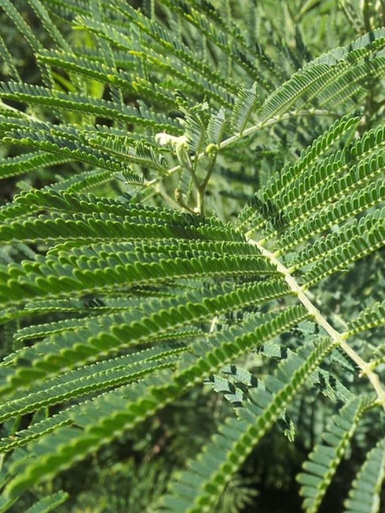 1488819752Acacia-Thornless-Acacia-berlandieri-detail-leaf.jpg