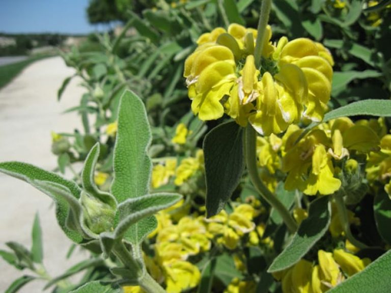 1488820764sage-JERUSALEM-phlomis-fruticosa-detail.jpg