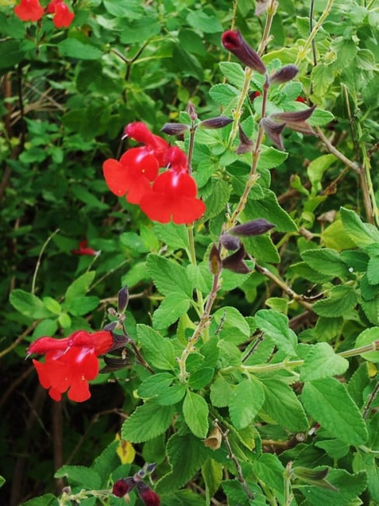 1488820982sage-Littleleaf-Salvia-microphylla-detail2.jpg