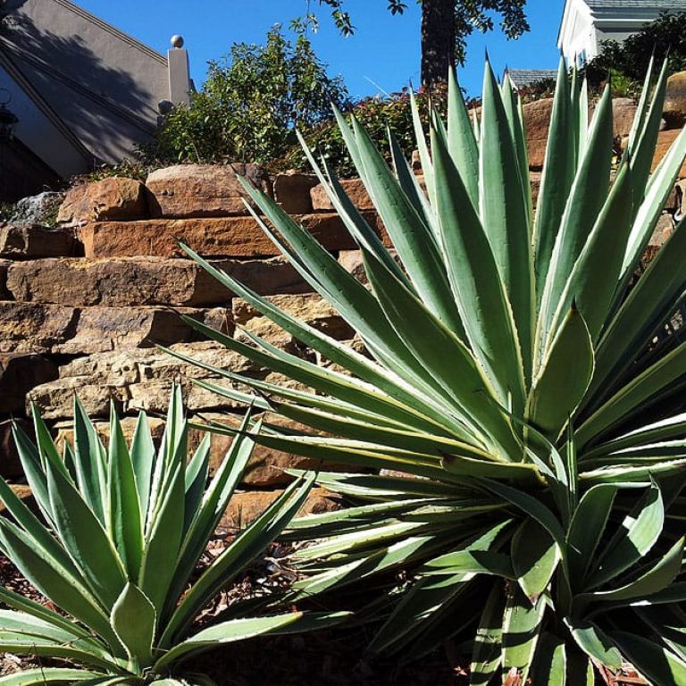 1488821726agave-caribbean-agave-angustifolia-detail.jpg