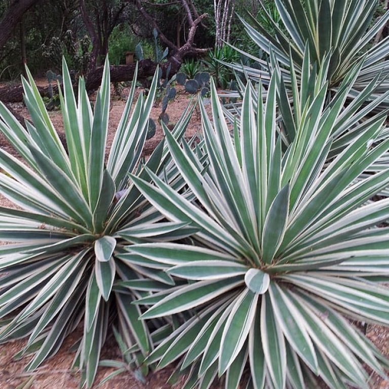 1488821729agave-carribean-agave-angustifolia-form.jpg