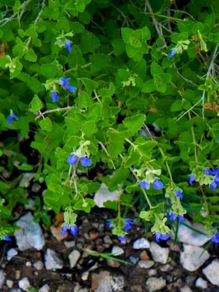 1488822097Sage-shrubby-blue-Salvia-ballotiflora-detail-flowering-del-rio.jpg