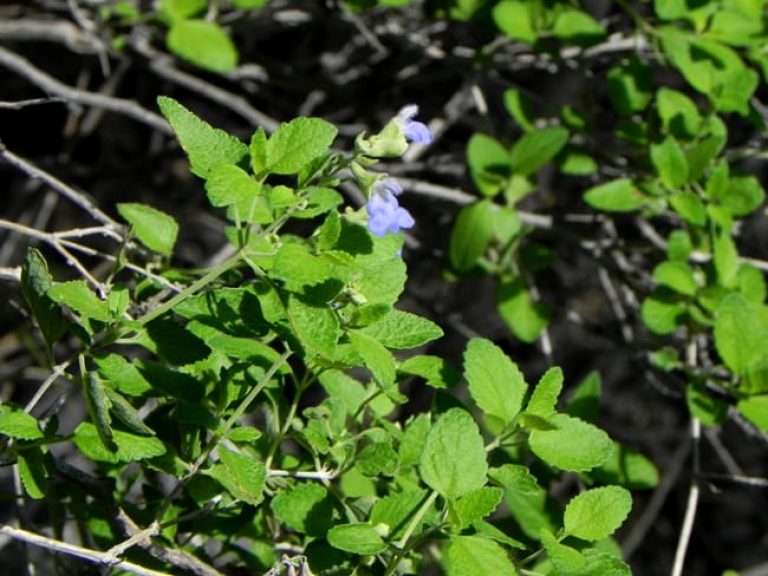 1488822122Sage-shrubby-blue-Salvia-ballotiflora-detail-del-rio-underbrush.jpg