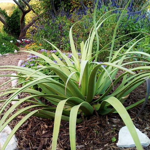 Agaves: 7 Pain-free Picks - Garden Style San Antonio