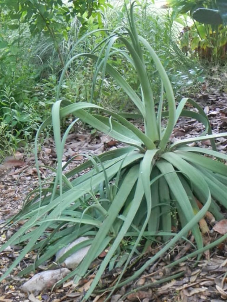 1488823329Agave-Octopus-Agave-bracteosa-form-sabg-8-2014.jpg