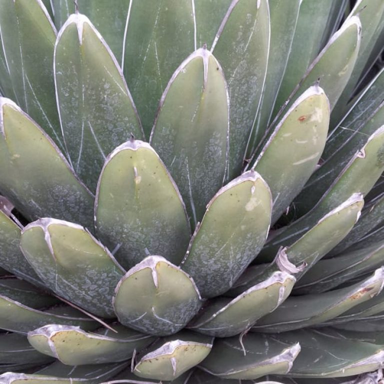 1488823723Agave-Royal-Agave-victoria-reginae-detail-2013-01-27.jpg