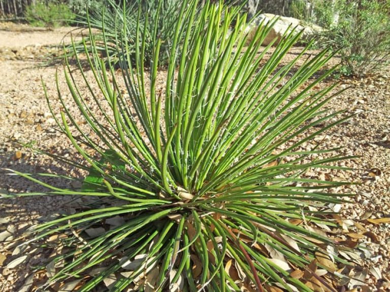 1488824166Agave-Twin-flowered-Agave-geminiflora-detail-2012-11-07.jpg