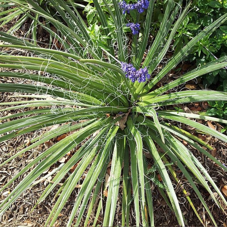 1488824171Agave-Twin-flowered-Agave-geminiflora-2013-detail-04-30.jpg