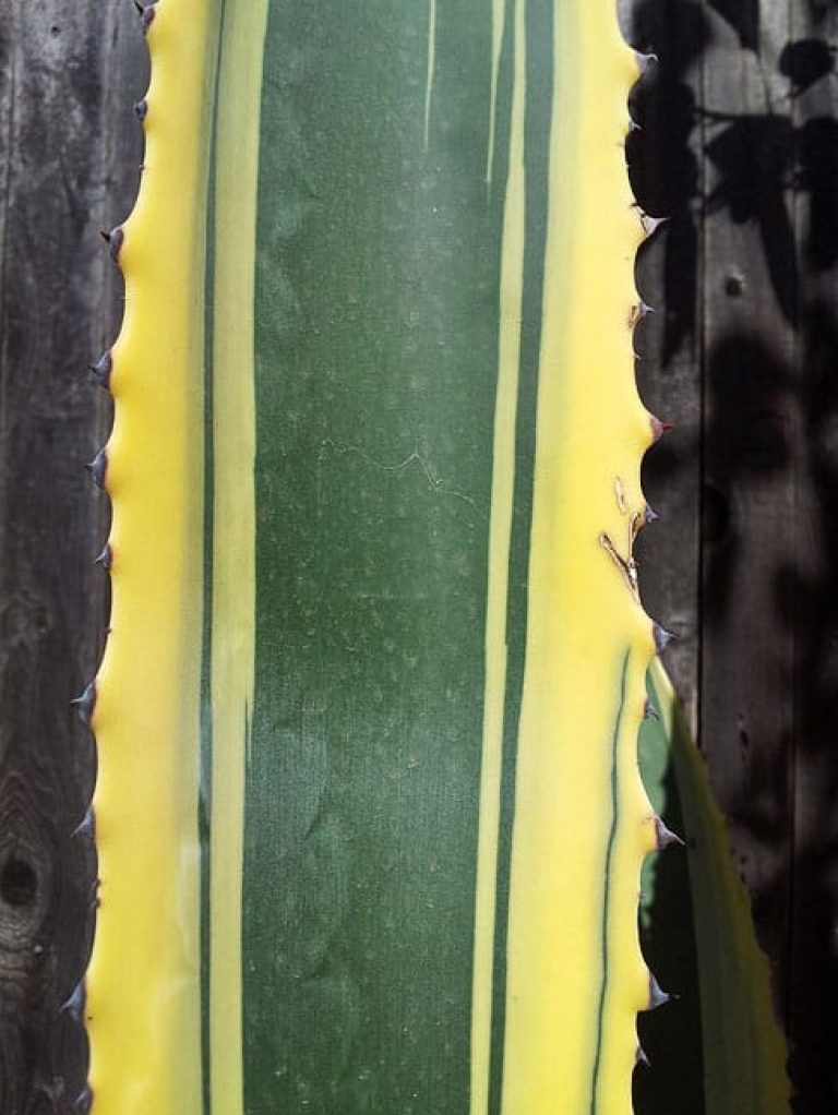 1488824789Century-Plant-variegated-Agave-americana-marginata-detail.JPG