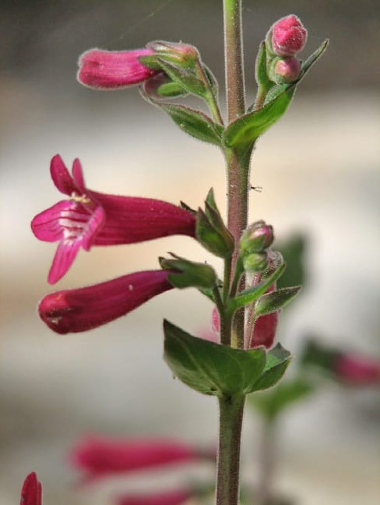 1488824904Pentstemon-Scarlet-Pentstemon-triflorus-detail.jpg